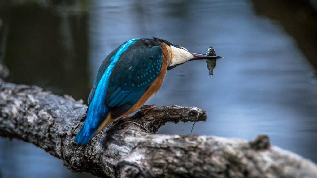 kingfisher, bird, common kingfisher-2118793.jpg
