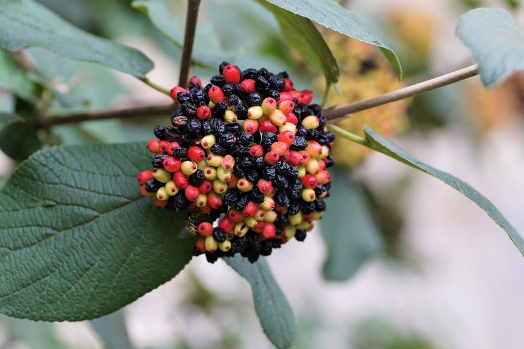 viburnum, tušalaj, faded